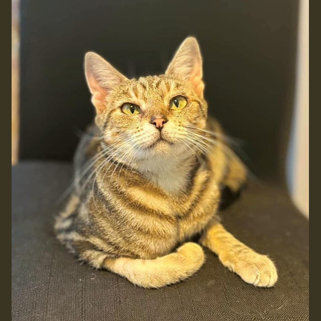 Photo of 10471   Iris