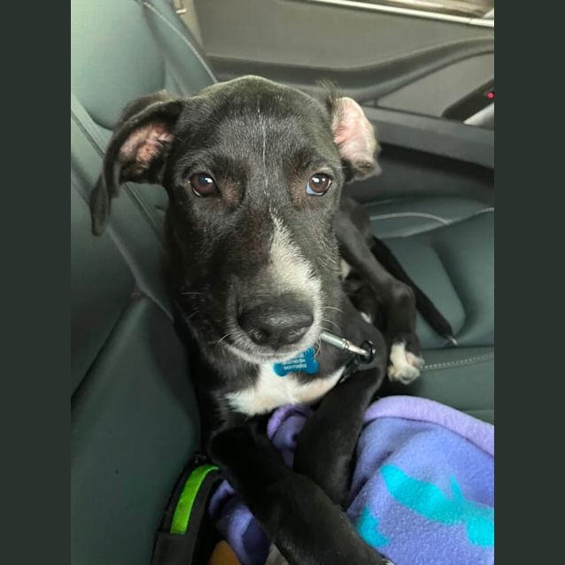 Photo of Bruno 