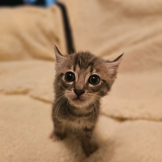 Photo of Sammy (Poppy)