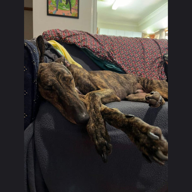 Photo of Fish Greyhound 