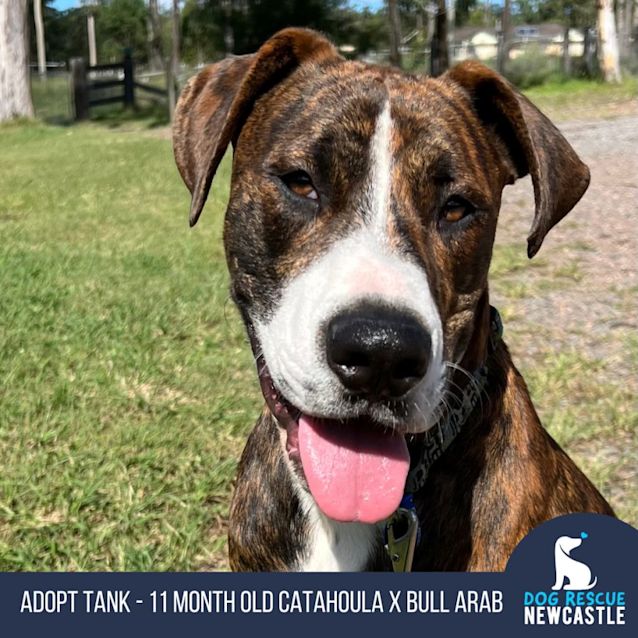 Photo of Tank   11 Month Old Catahoula X Bull Arab