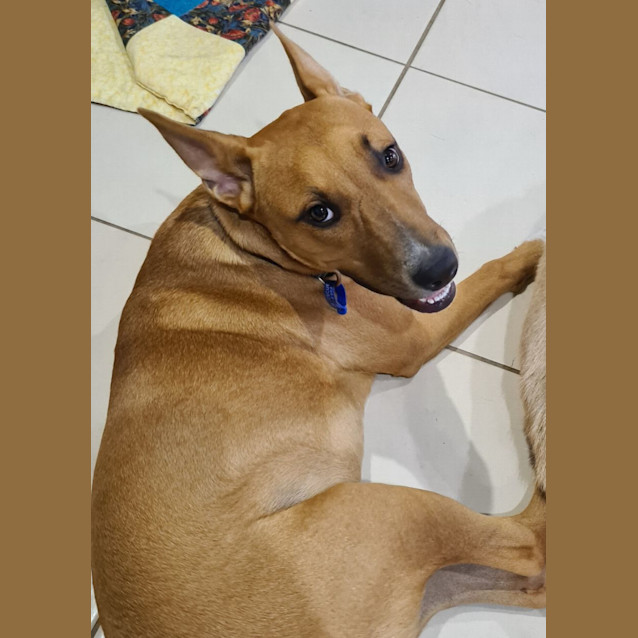 Photo of Harry   7 Month Old Mixed Breed (Trial)