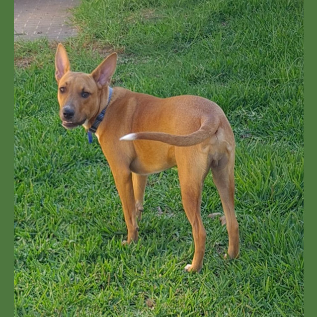 Photo of Harry   7 Month Old Mixed Breed (Trial)