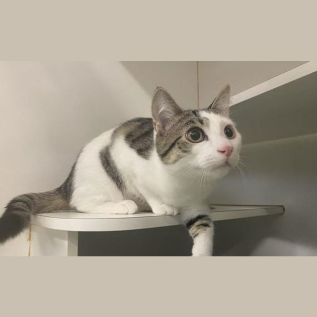Photo of Pebbles