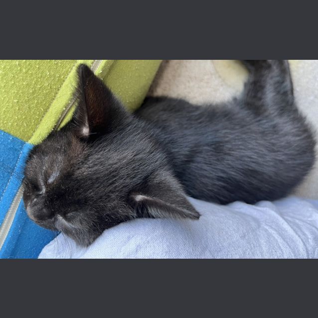 Photo of Shadow