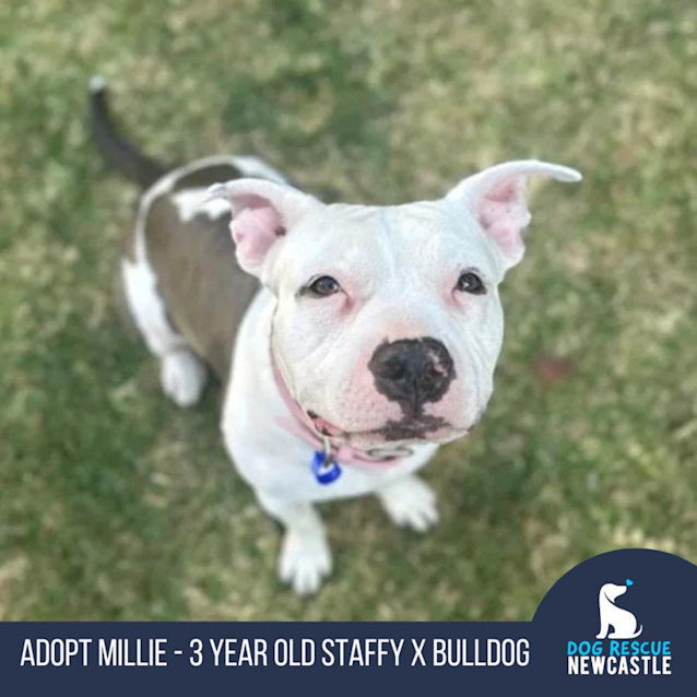 Photo of Millie   3 Year Old Staffy X Bulldog (Trial)