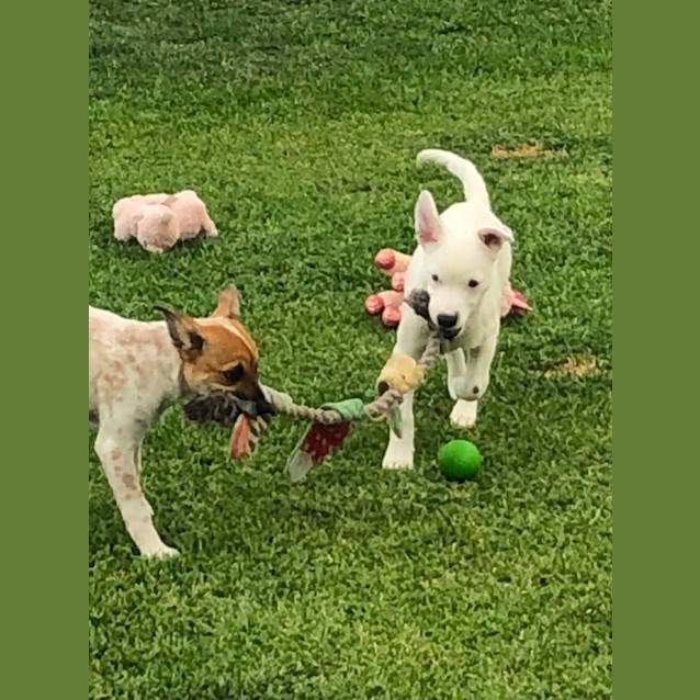 Photo of Ava   14 Week Old Foxy X Cattle Dog (Hold)