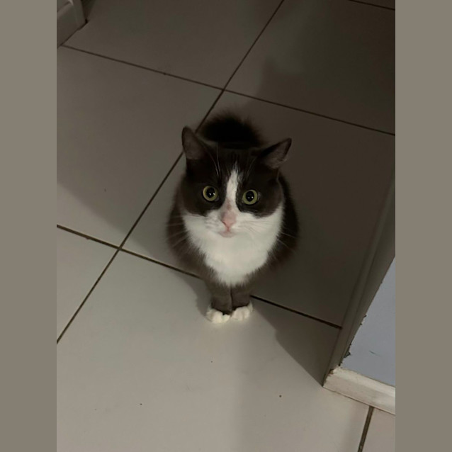 Photo of Oreo