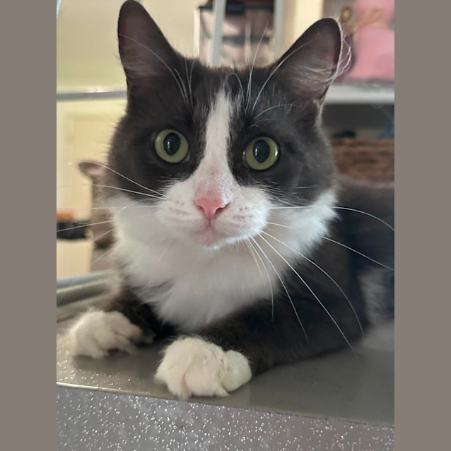 Photo of Oreo