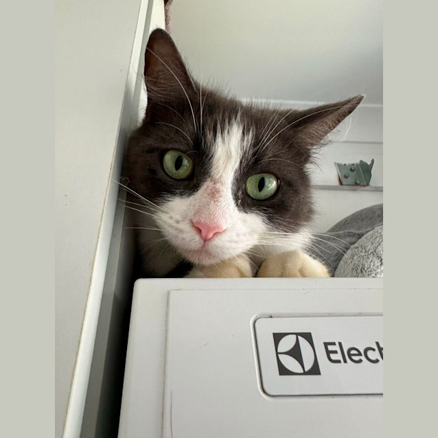 Photo of Oreo