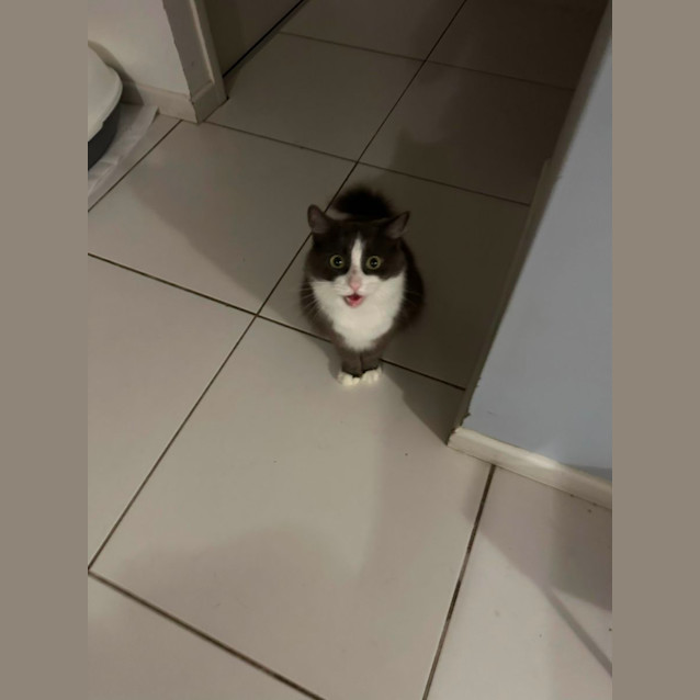 Photo of Oreo