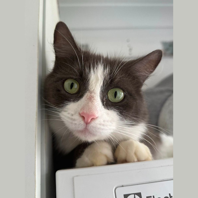 Photo of Oreo