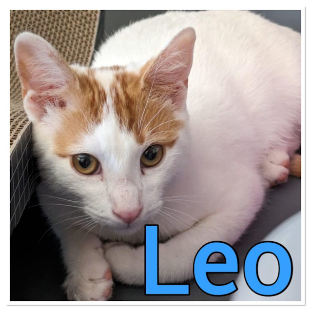 Photo of Leo