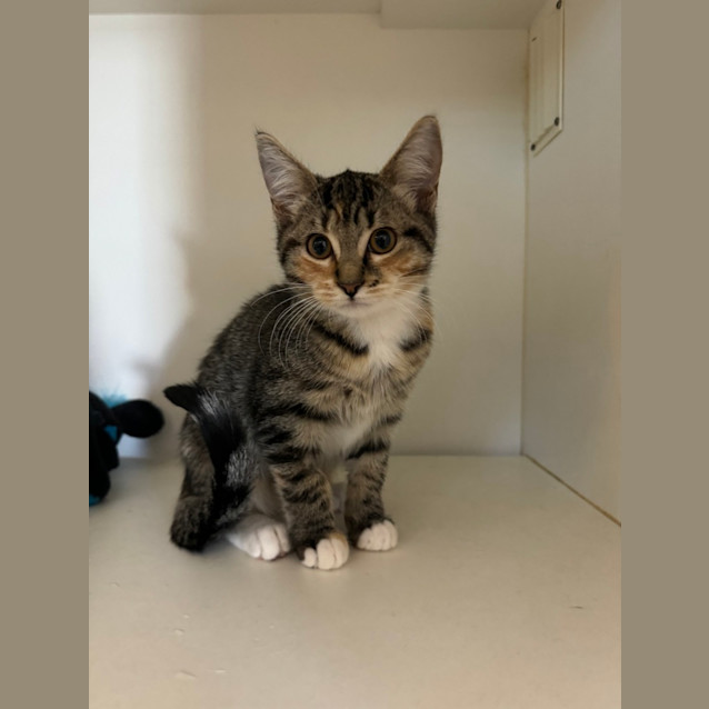 Photo of Prada