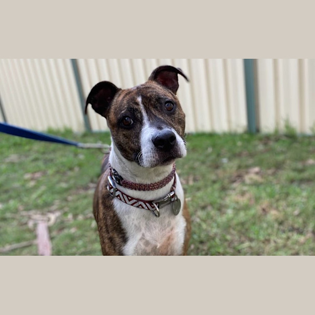 Photo of Stella