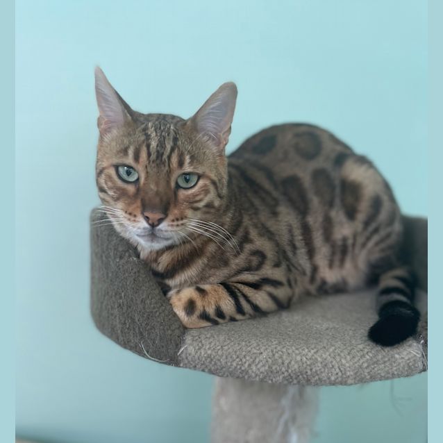 Photo of Phoenix