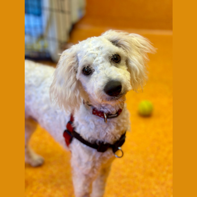 Photo of Snowy
