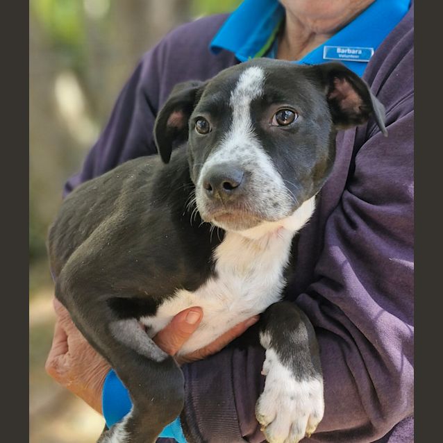 Photo of Patch