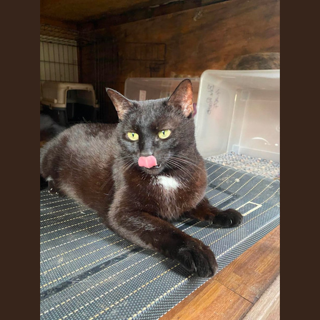 Photo of Minkie