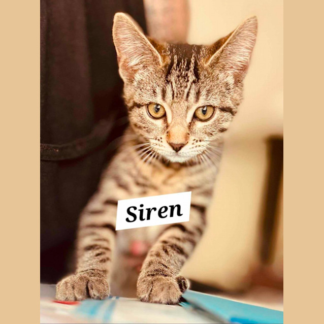 Photo of Siren