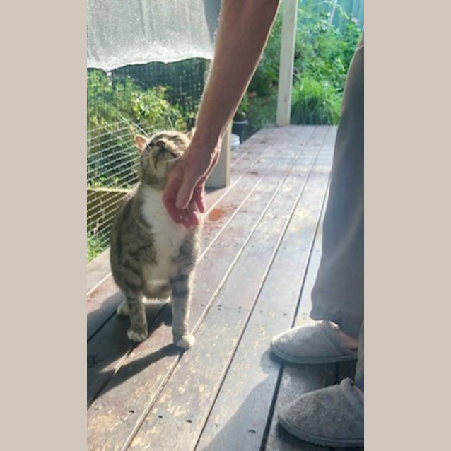 Photo of Cookie   Foster Or Adopt 