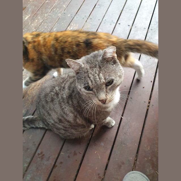 Photo of Cookie   Foster Or Adopt 