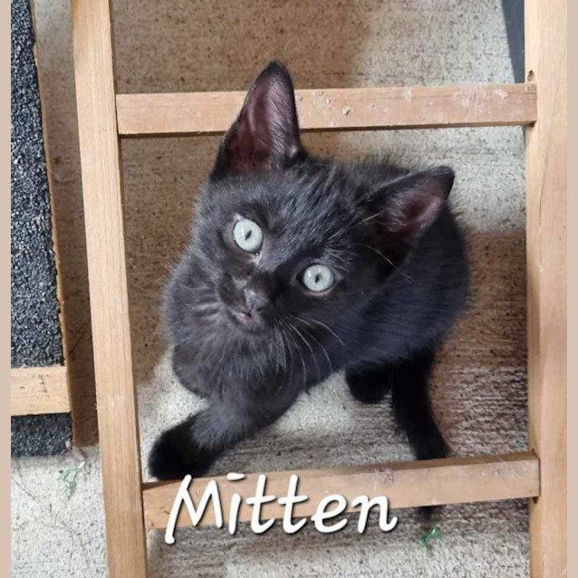Photo of Mitten