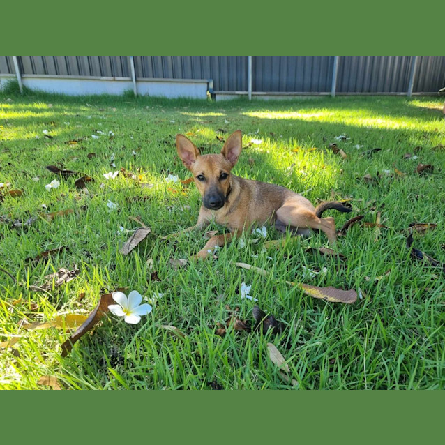 Photo of Reaper (Nyirti)