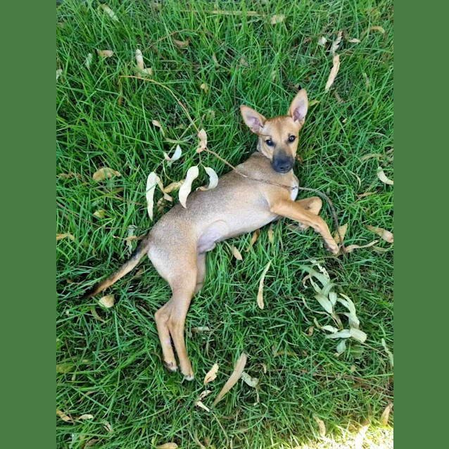 Photo of Reaper (Nyirti)