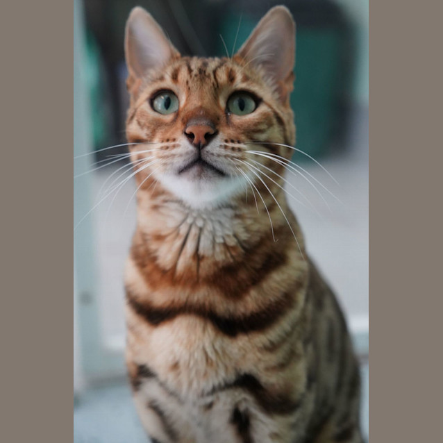 Photo of Phoenix