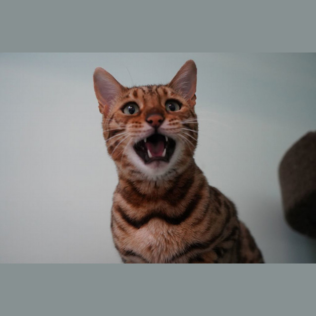 Photo of Phoenix