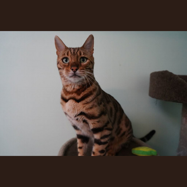 Photo of Phoenix