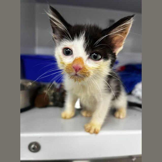 Photo of Our Yogi Bunch