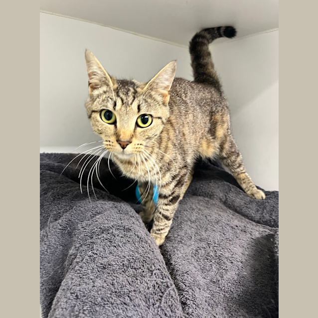 Photo of Skittles