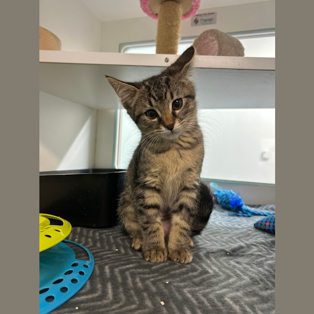 Photo of Peppermint