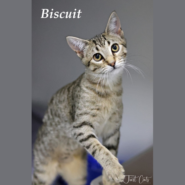 Photo of Biscuit