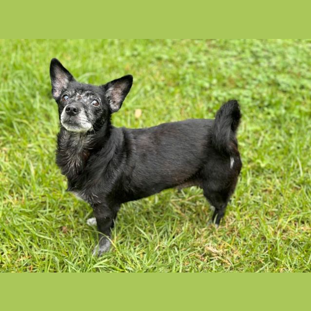 Photo of Liquorice