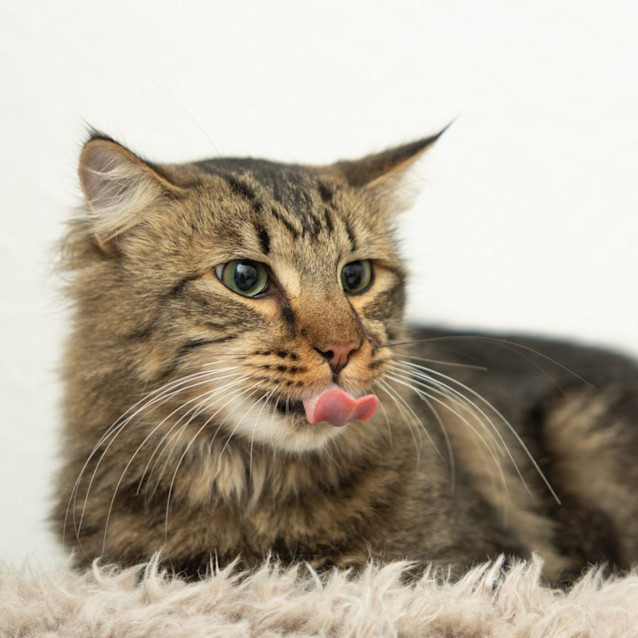 Photo of 💚 Tabs 💚