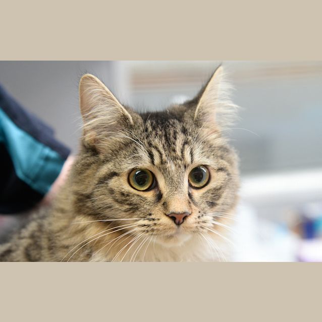Photo of Duchess