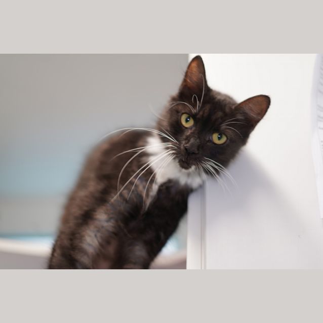 Photo of Wisky