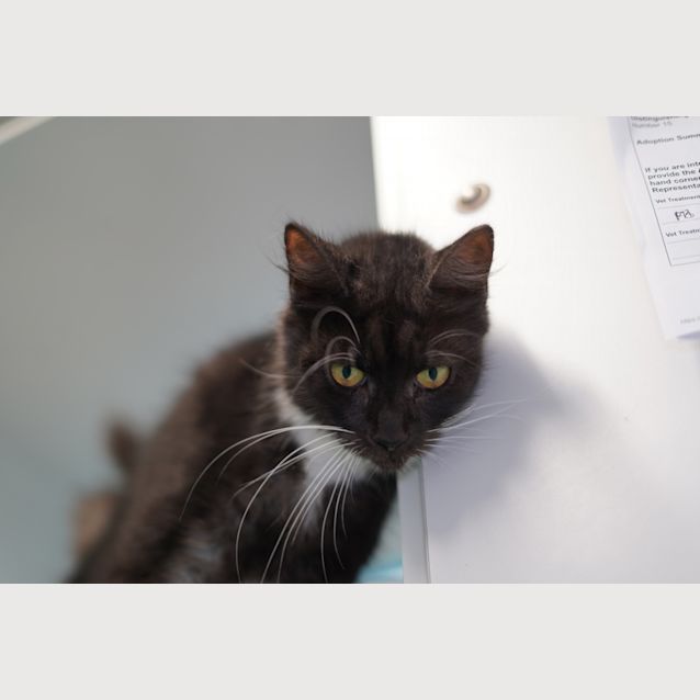 Photo of Wisky