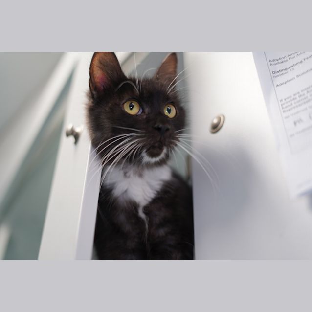 Photo of Wisky