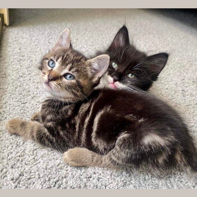 Photo of ❤️ Toffee & Zorro ❤️