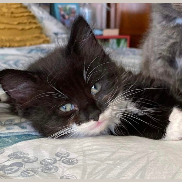 Photo of ❤️ Toffee & Zorro ❤️