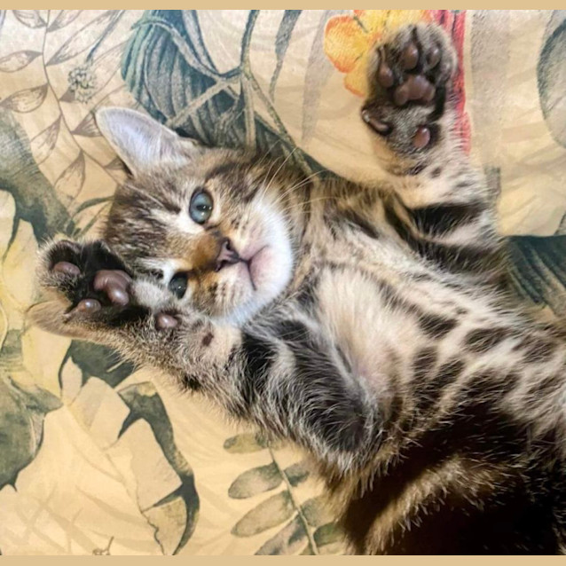 Photo of ❤️ Toffee & Zorro ❤️