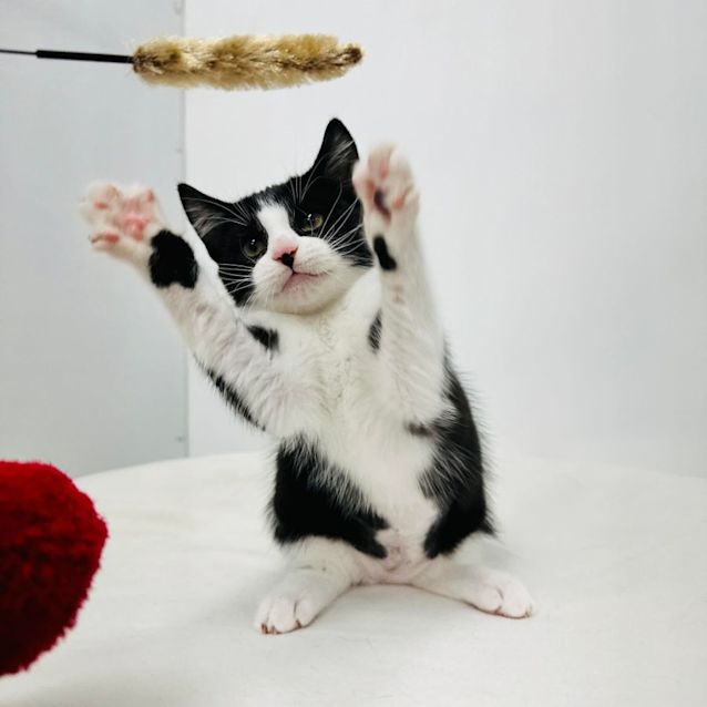 Photo of Taylor   Located In Templestowe 