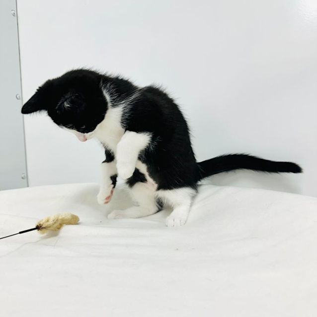 Photo of Taylor   Located In Templestowe 