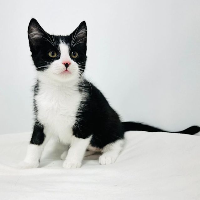 Photo of Taylor   Located In Templestowe 