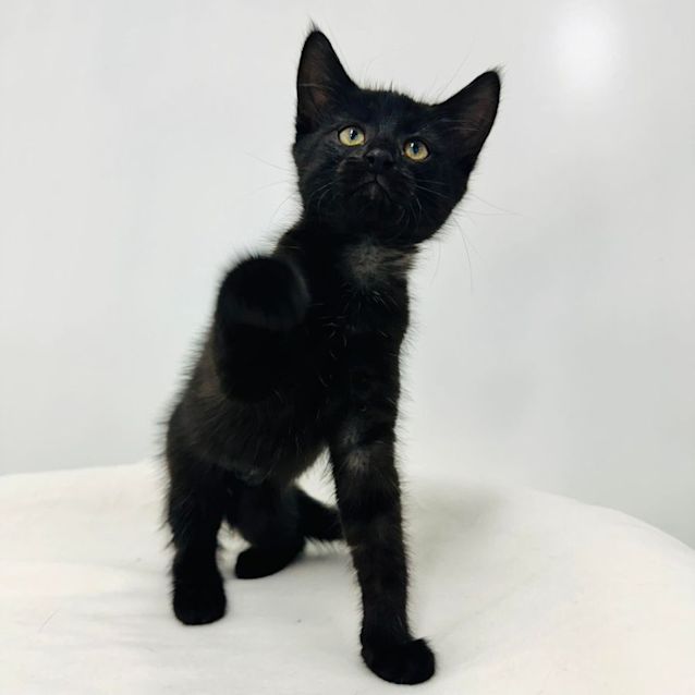 Photo of Swift   Located In Preston