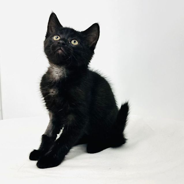 Photo of Swift   Located In Preston